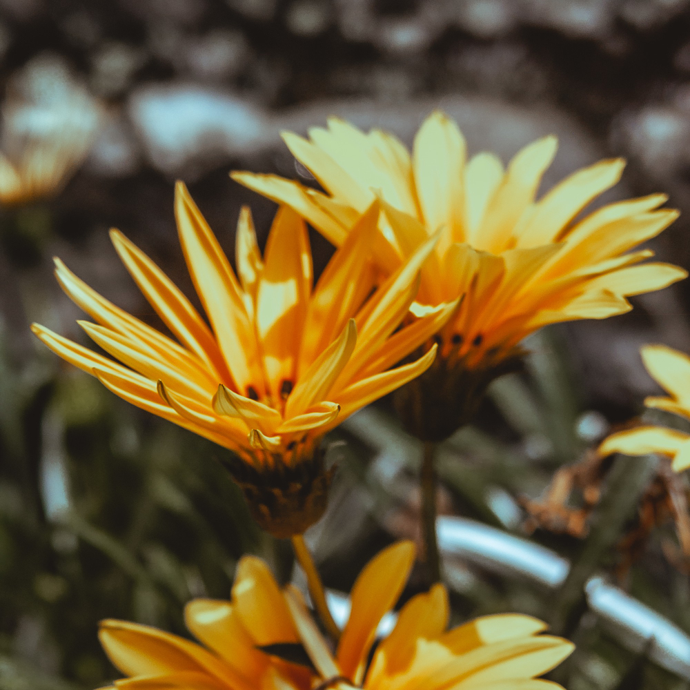 Meadowell healing journey