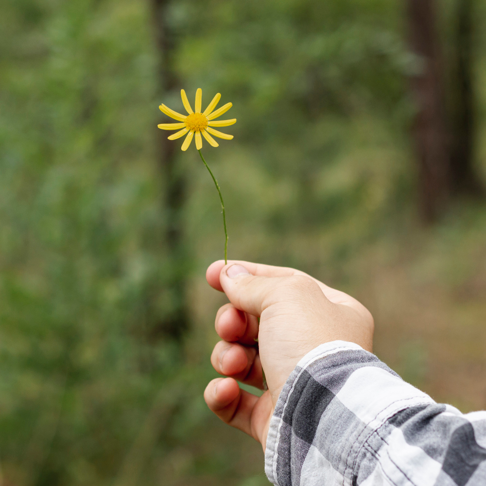 Meadowell healing journey