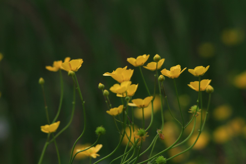 Meadowell healing journey