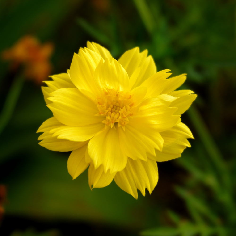 Meadowell healing journey